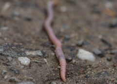 Earthworms Like to Eat Some Plastics, but Side Effects of Their Digestion Are Unclear