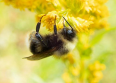 Scientists Fail to Locate Once-Common CA Bumble Bees