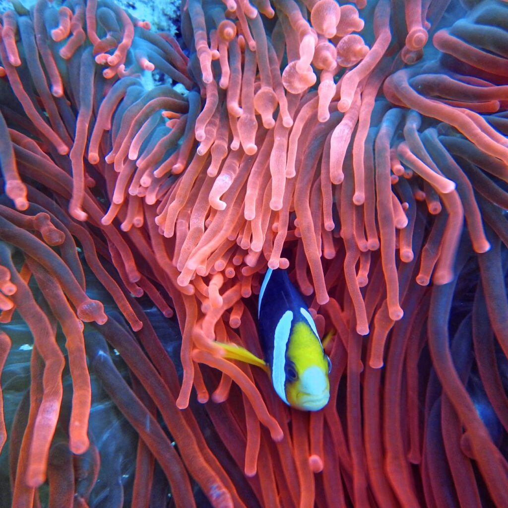 photo of a fish on corals