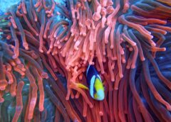photo of a fish on corals