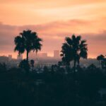 city buildings and trees during golden hour