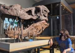 What caused the holes in SUE the T. rex’s jaw? Probably not an infection