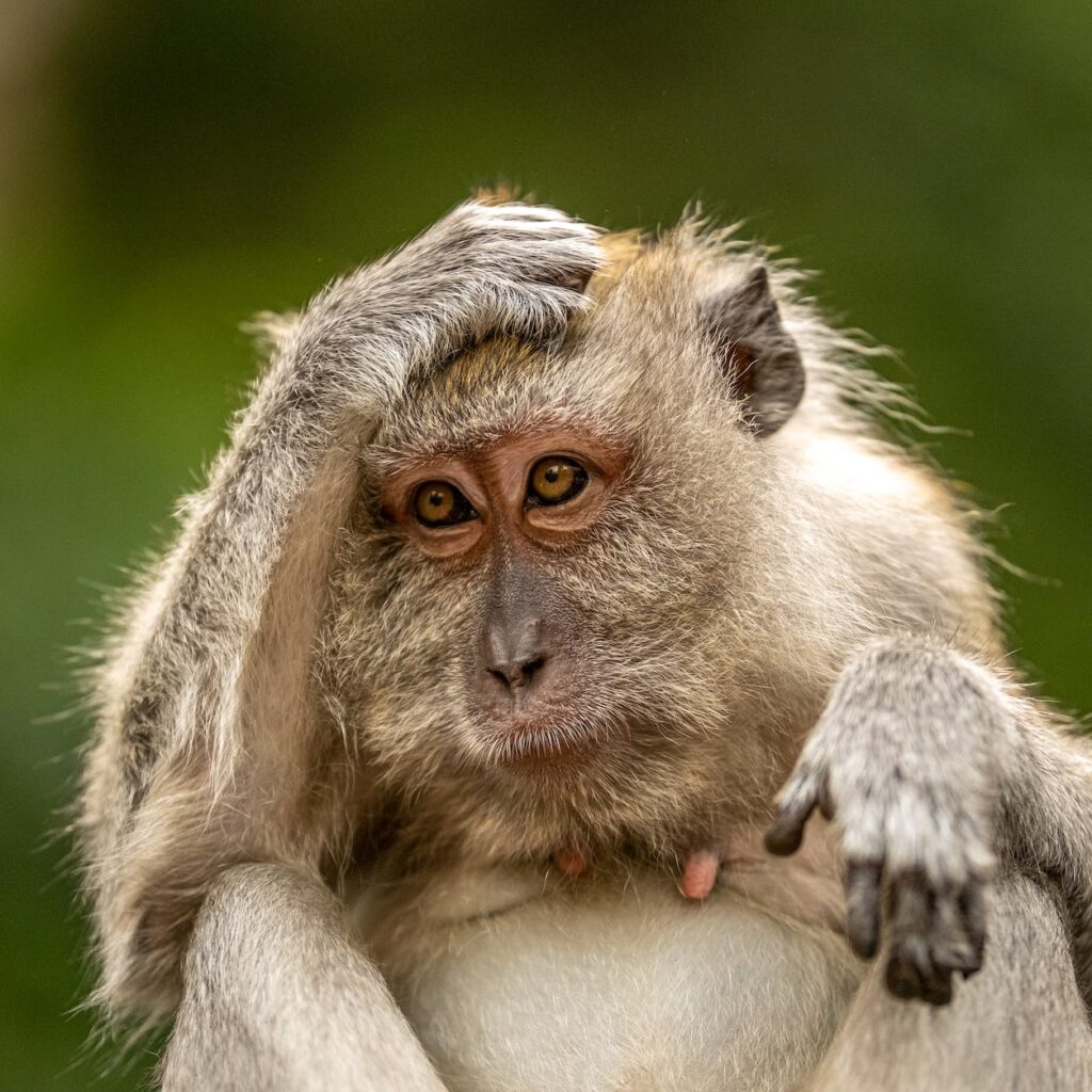 close up photo of a monkey