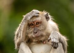 Another monkey virus could be poised for spillover to humans