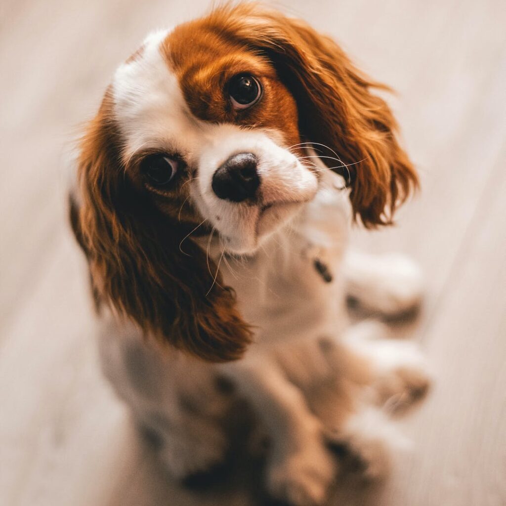 shallow focus photography of a cavalier king charles spaniel